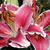 Dawn Strand's profile image