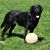 Elaine Craig's profile image