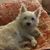 Tom Provins's profile image