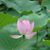 Rosaline Tsai's profile image