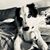 Dede Binek's profile image