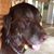Michael Pittillo's profile image