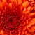 Noris Mack's profile image