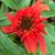 Suzanne Bentler's profile image