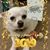 Amy Helena Nakoa's profile image