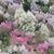 Carolyn Needler's profile image