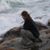 Melanie Tyrannus's profile image