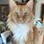 Albus At Skippack's profile image