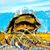Michael J. Lucenti's profile image
