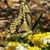 Linda Sweet's profile image