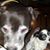 Elizabeth Diener's profile image