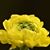 Plaza Flowers-Connie Plaissay's profile image