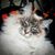 Jennifer Germain's profile image