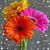 Mary Bixler's profile image