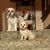 Mindy Williams's profile image