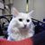 Pamela Lewis Williams's profile image