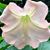 Marianne T Lo's profile image