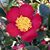 Diane Elaine Wright's profile image