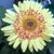 Leslie Stephens's profile image