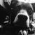 Joy Mogensen Morris's profile image