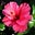 Mj Spallinger's profile image