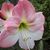 Michelle Schardin Treybig's profile image