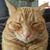Cheryl Lynn's profile image