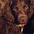 Robin Bohren's profile image
