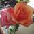 Lori Nell Sacharski's profile image