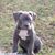 Diego Garcia's profile image