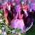 Melissa Taub-Rogers's profile image