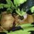 Sonya McConkey's profile image