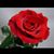 Corazon Salvaje's profile image