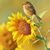 Joan Crawford Hart's profile image