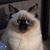 Daphne Yount Vogts's profile image