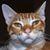 Bruce Leibowitz's profile image