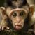 David Campbell's profile image