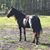 Carol Bader's profile image