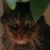 Richard Gareis's profile image