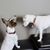 Lisa Sipes's profile image