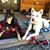 Tracy W. Harachi's profile image