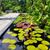 Concetta Pellak Gibbs's profile image