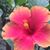 JoAnn Pitarra Widger's profile image