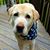 Carol Barrette's profile image