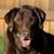 David Dodson's profile image
