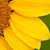 Marie Lucarelli's profile image