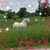 Patti Broesch Esch's profile image
