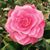 Camilla Asuncion's profile image