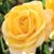 Jenny M Marti's profile image