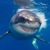 Todd Matacale's profile image